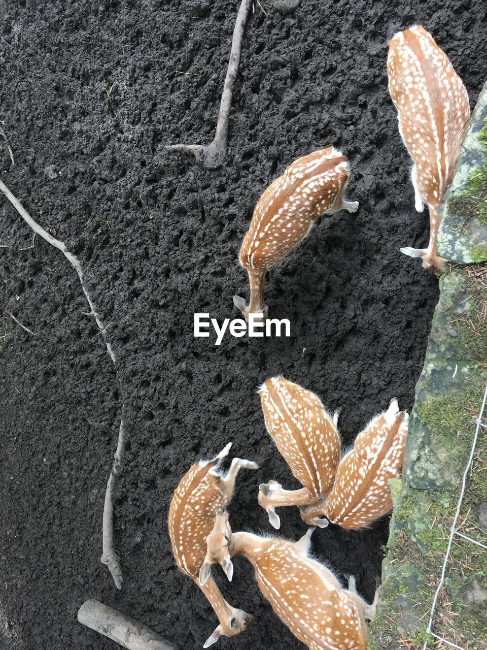 HIGH ANGLE VIEW OF SNAKE ON GROUND