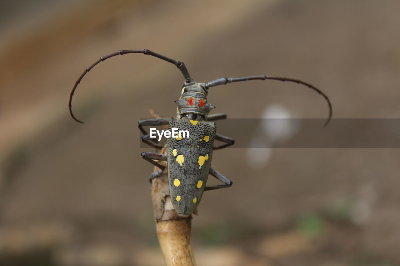 CLOSE-UP OF DRAGONFLY ON A PLANT