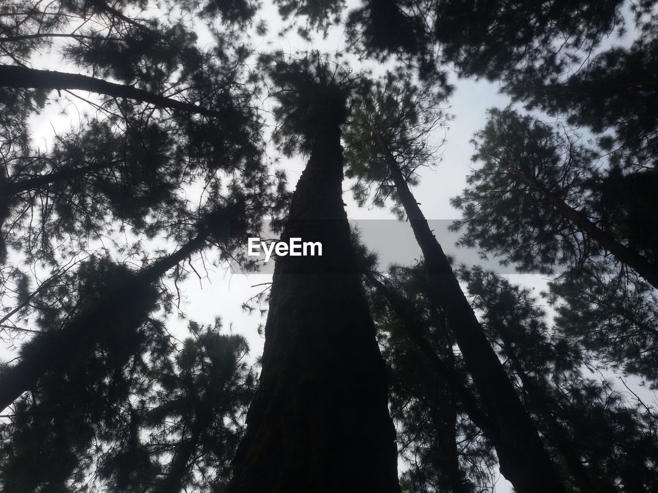 LOW ANGLE VIEW OF TREES AGAINST SKY