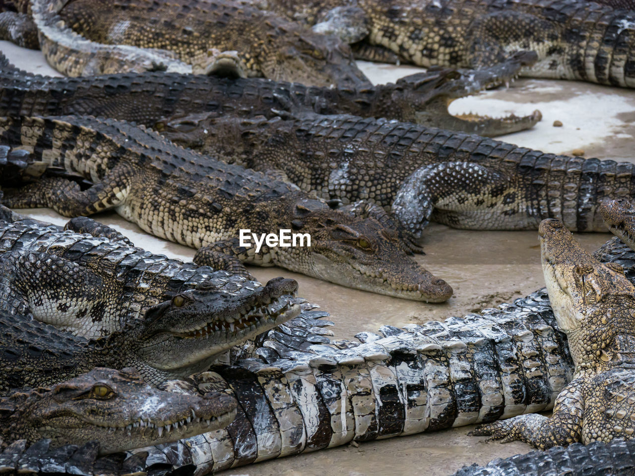 Close up crocodile head is closing mount along the group