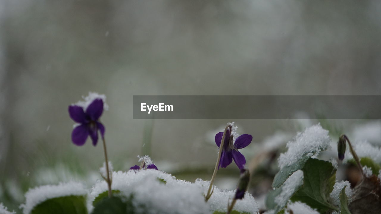 Close-up of purple flowering plant on field