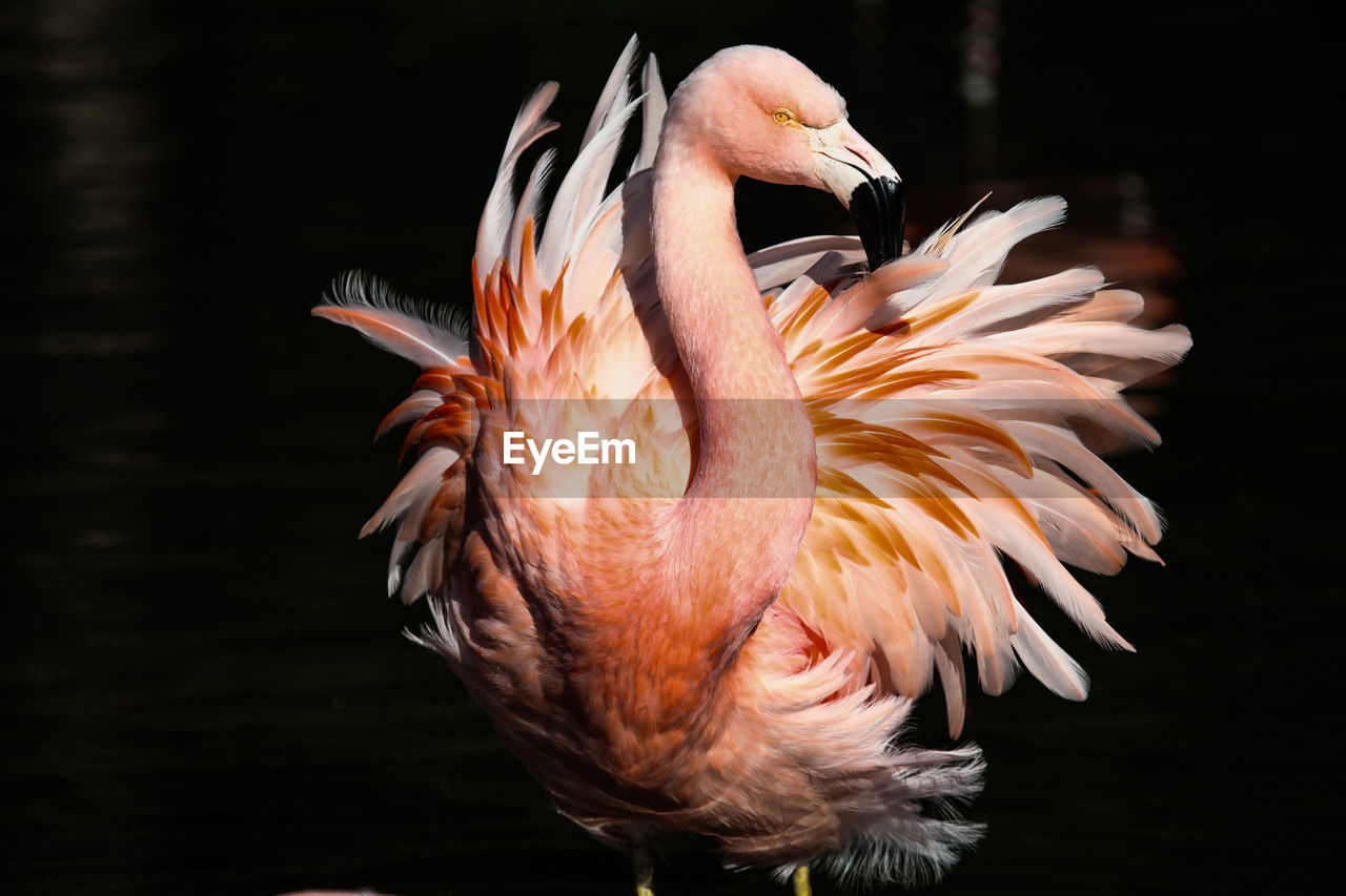 Close-up of flamingo