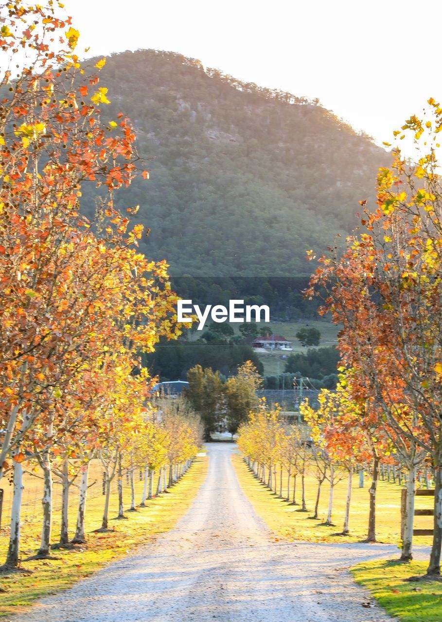 ROAD AMIDST AUTUMN TREES AGAINST SKY