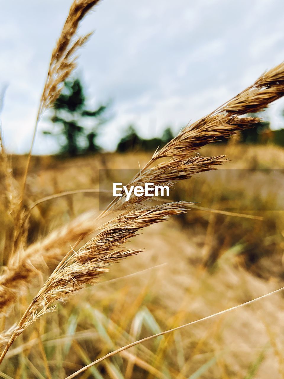 plant, agriculture, cereal plant, crop, food, field, rural scene, landscape, nature, sky, grass, wheat, land, growth, barley, environment, food grain, close-up, farm, beauty in nature, summer, no people, cloud, gold, outdoors, sunlight, food and drink, rye, selective focus, scenics - nature, focus on foreground, tranquility, day, whole grain, plant stem, harvesting, non-urban scene, brown, organic, autumn
