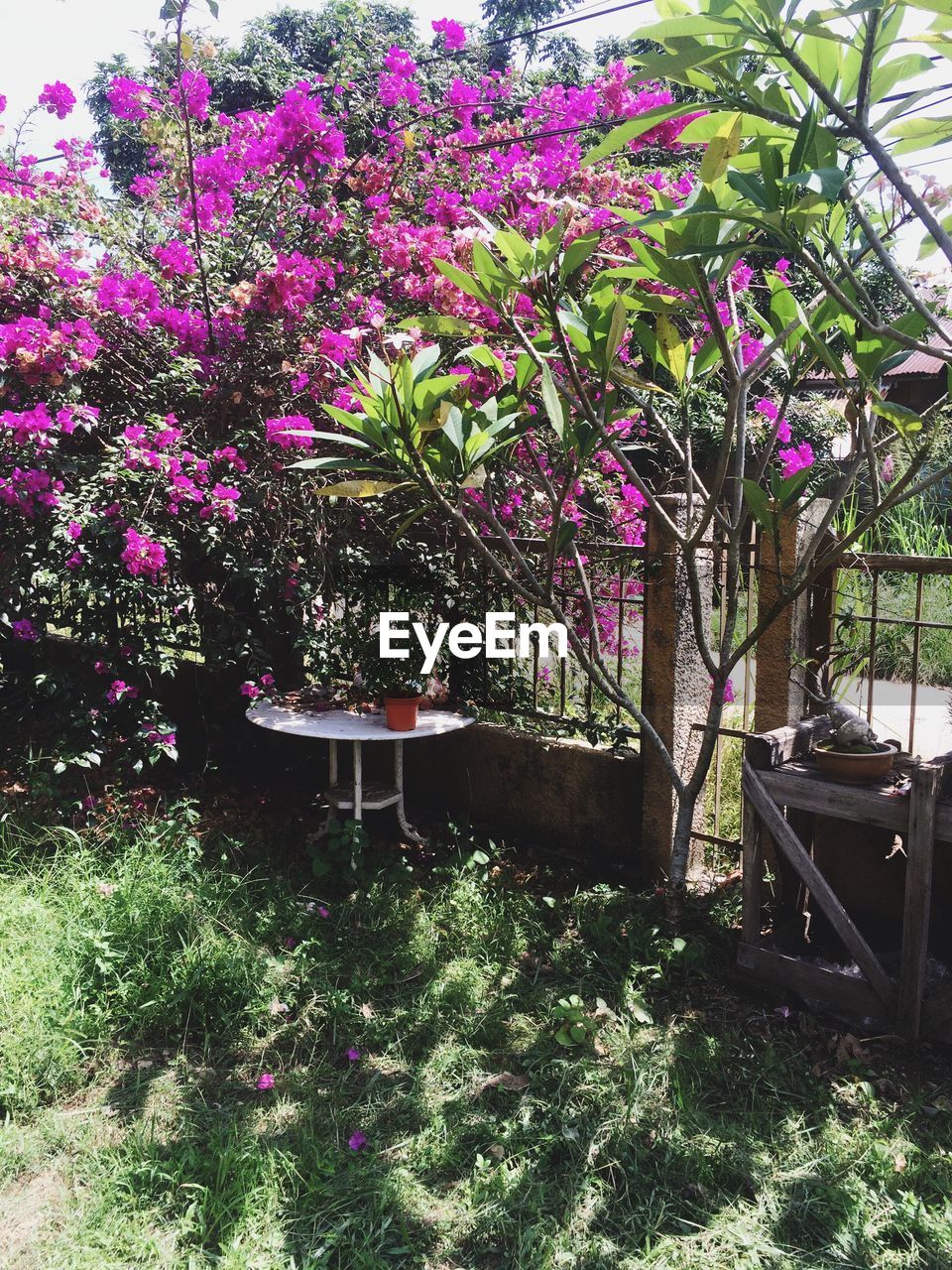 PINK FLOWERS BLOOMING ON TREE