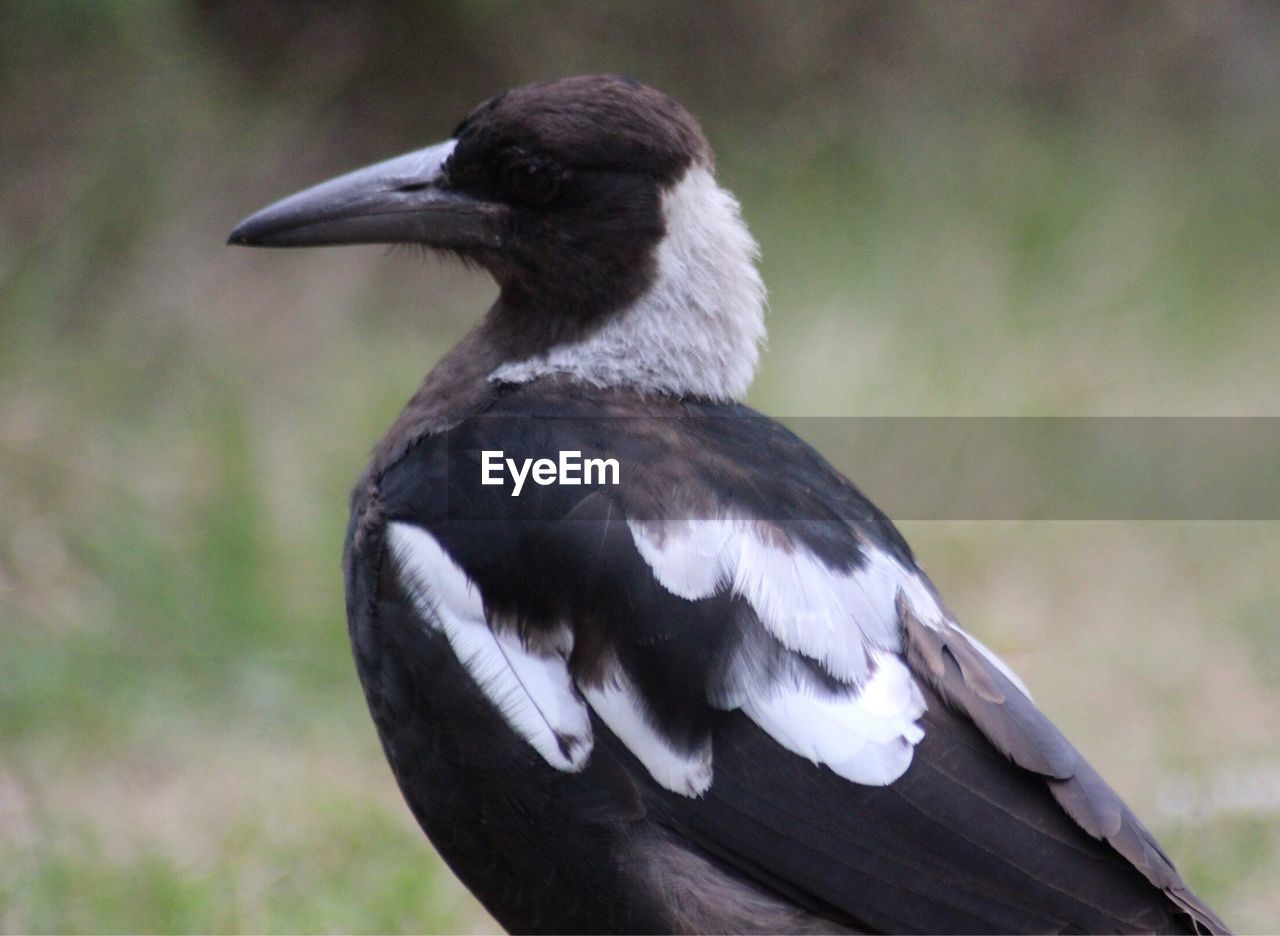 CLOSE-UP OF BIRD PERCHING ON STEM