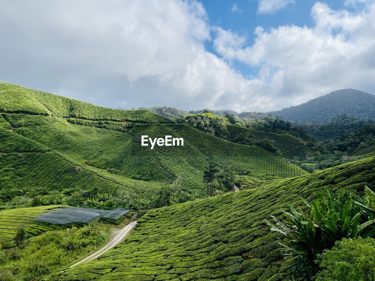 environment, landscape, land, scenics - nature, nature, plant, green, mountain, sky, cloud, tea crop, highland, beauty in nature, rural scene, agriculture, crop, rural area, social issues, field, tree, mountain range, tranquility, travel, environmental conservation, valley, plantation, no people, forest, growth, foliage, tourism, lush foliage, travel destinations, tranquil scene, outdoors, plateau, farm, tropical climate, tropical tree, food and drink, flower, non-urban scene, hill station, day, high up, overcast, vacation, idyllic, holiday, trip, tree area, meadow