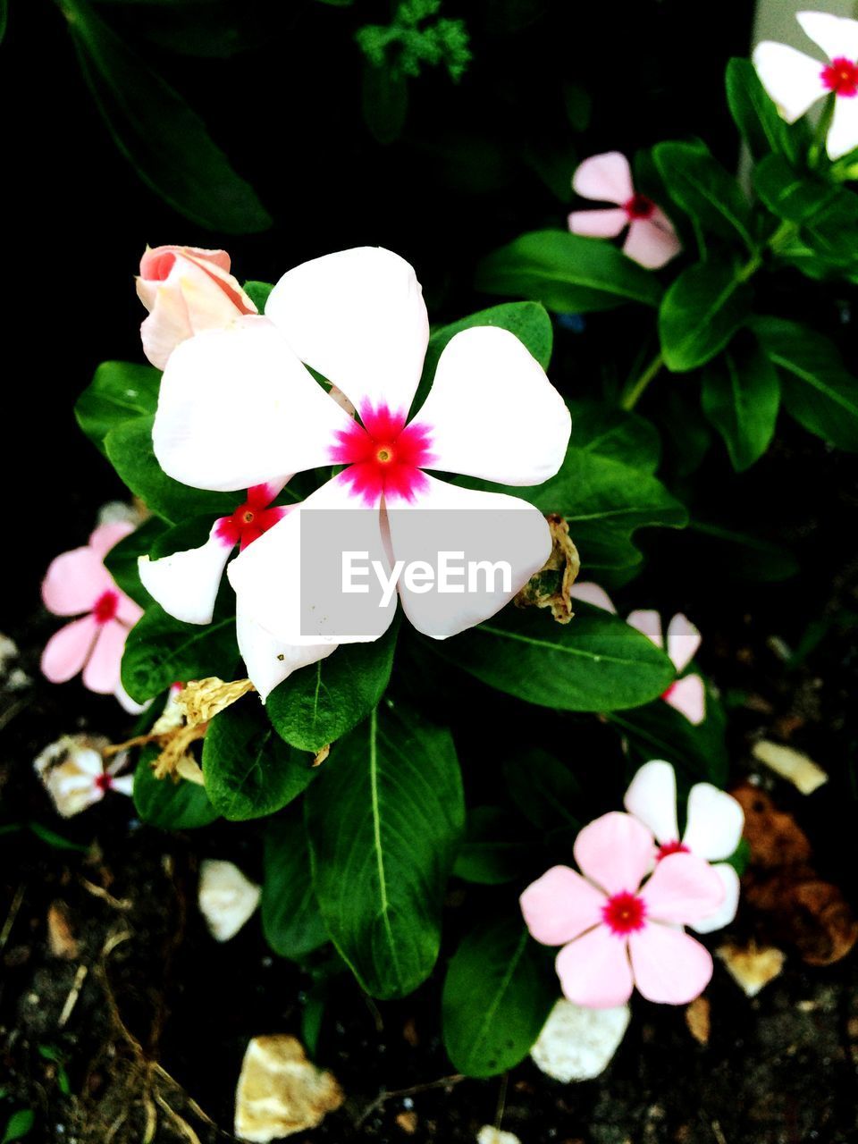 CLOSE-UP OF PINK FLOWERS BLOOMING