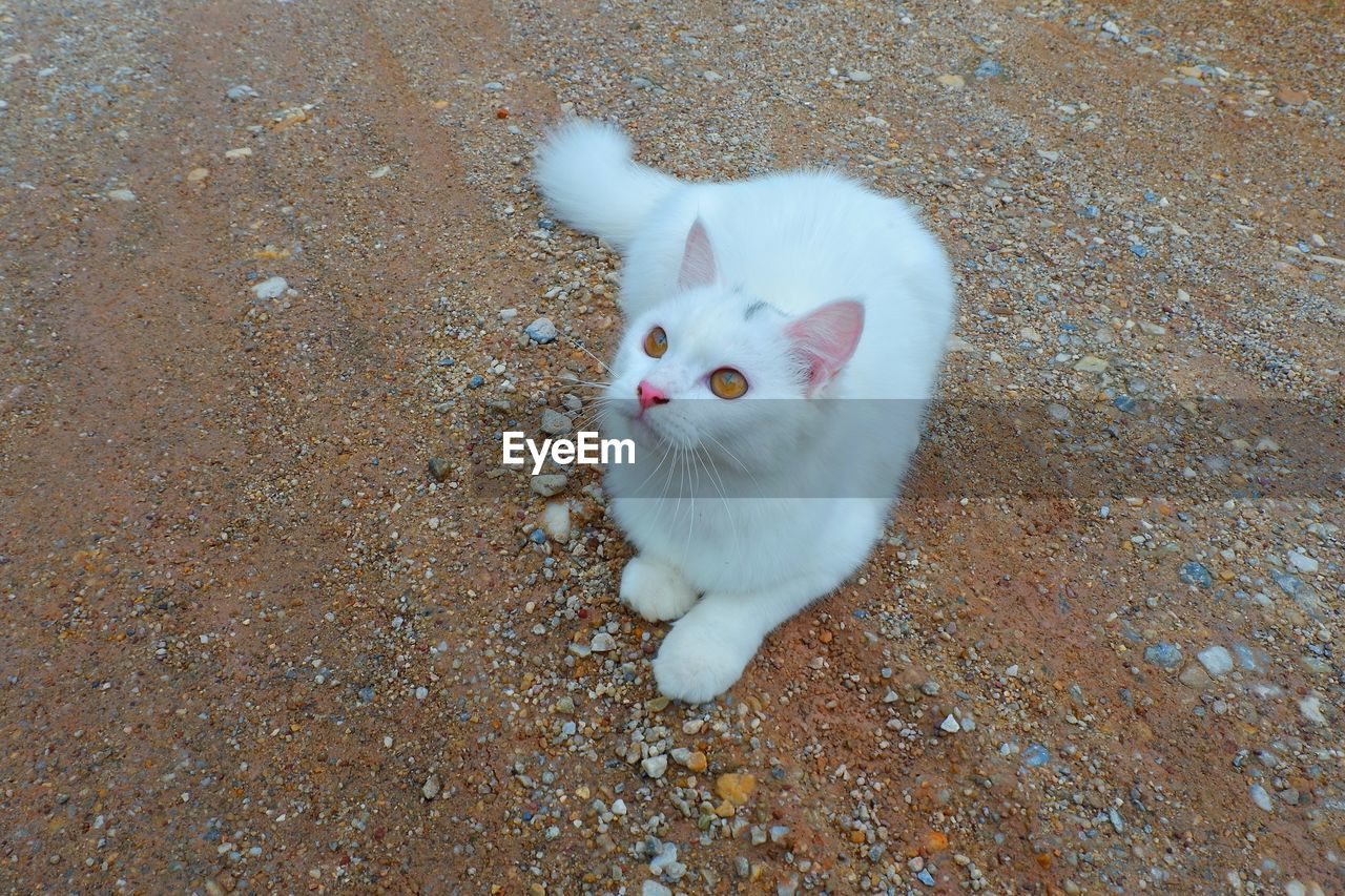 HIGH ANGLE VIEW PORTRAIT OF WHITE CAT ON FLOOR