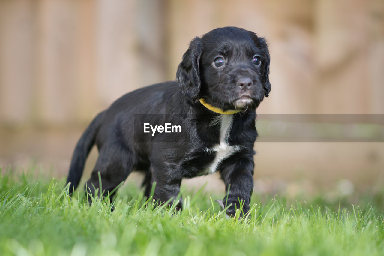 Black puppy standing on grassy field