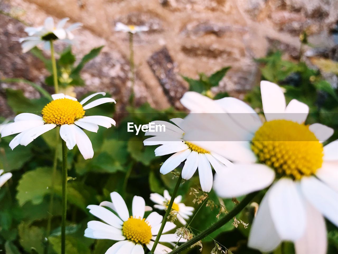 CLOSE-UP OF WHITE DAISY