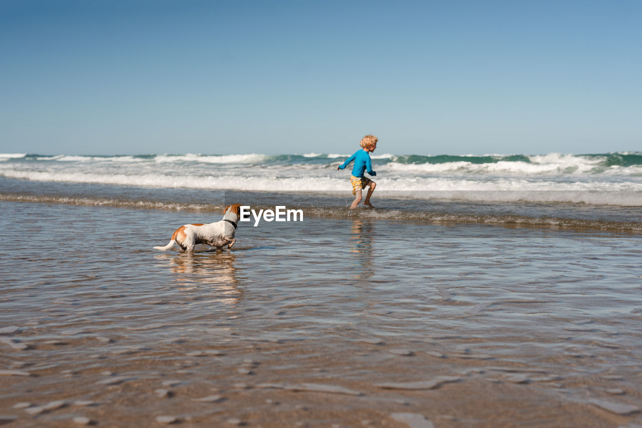 Small dog watching child playing in waves at beach in new zealand