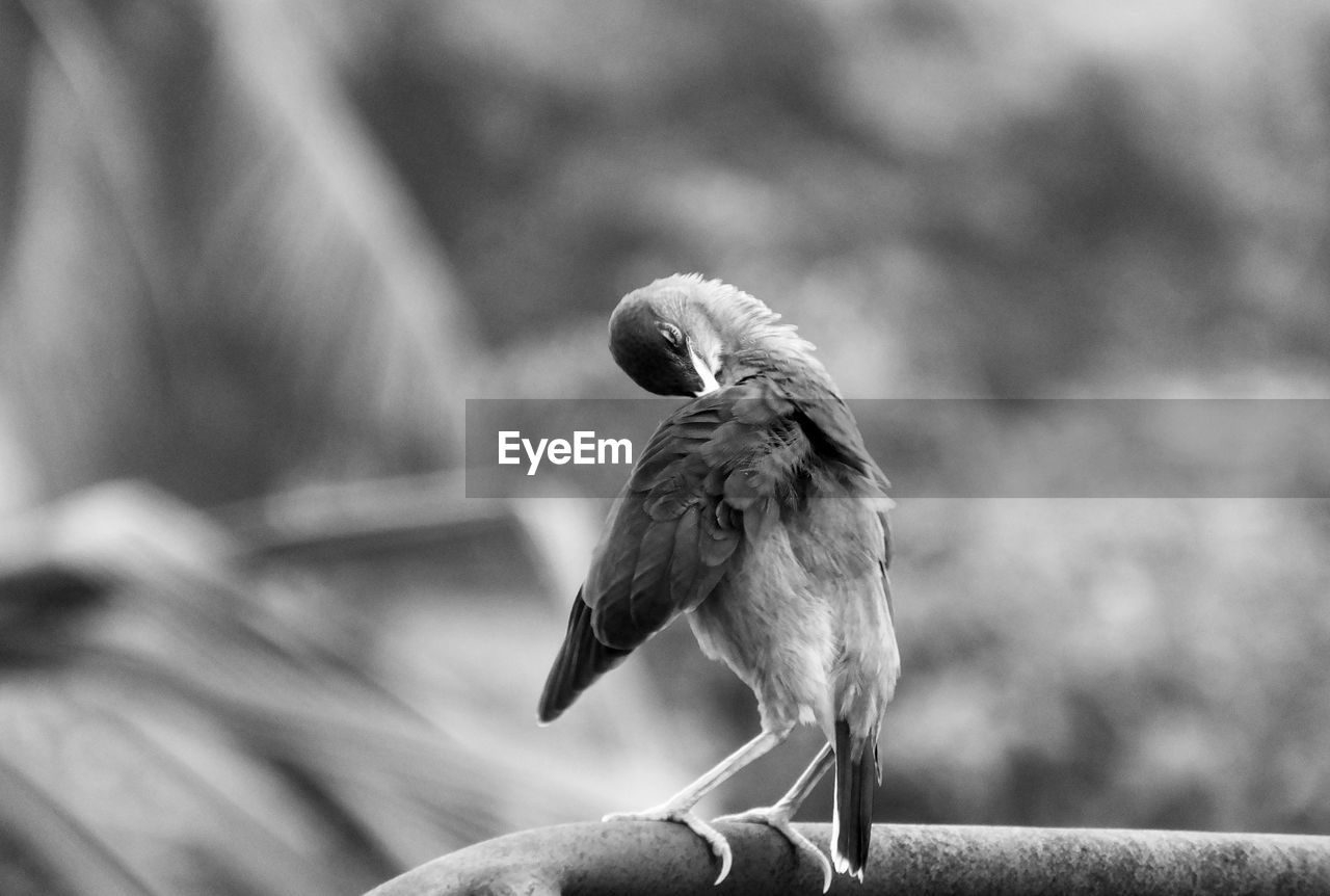 CLOSE-UP OF BIRD PERCHING ON BRANCH