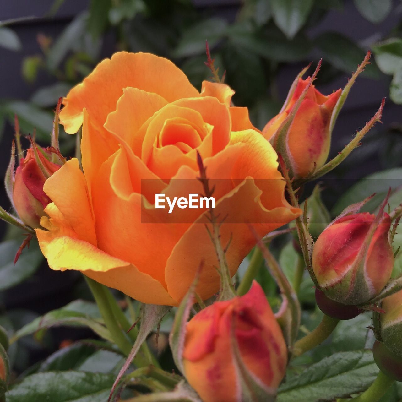 CLOSE-UP OF ORANGE FLOWERS BLOOMING