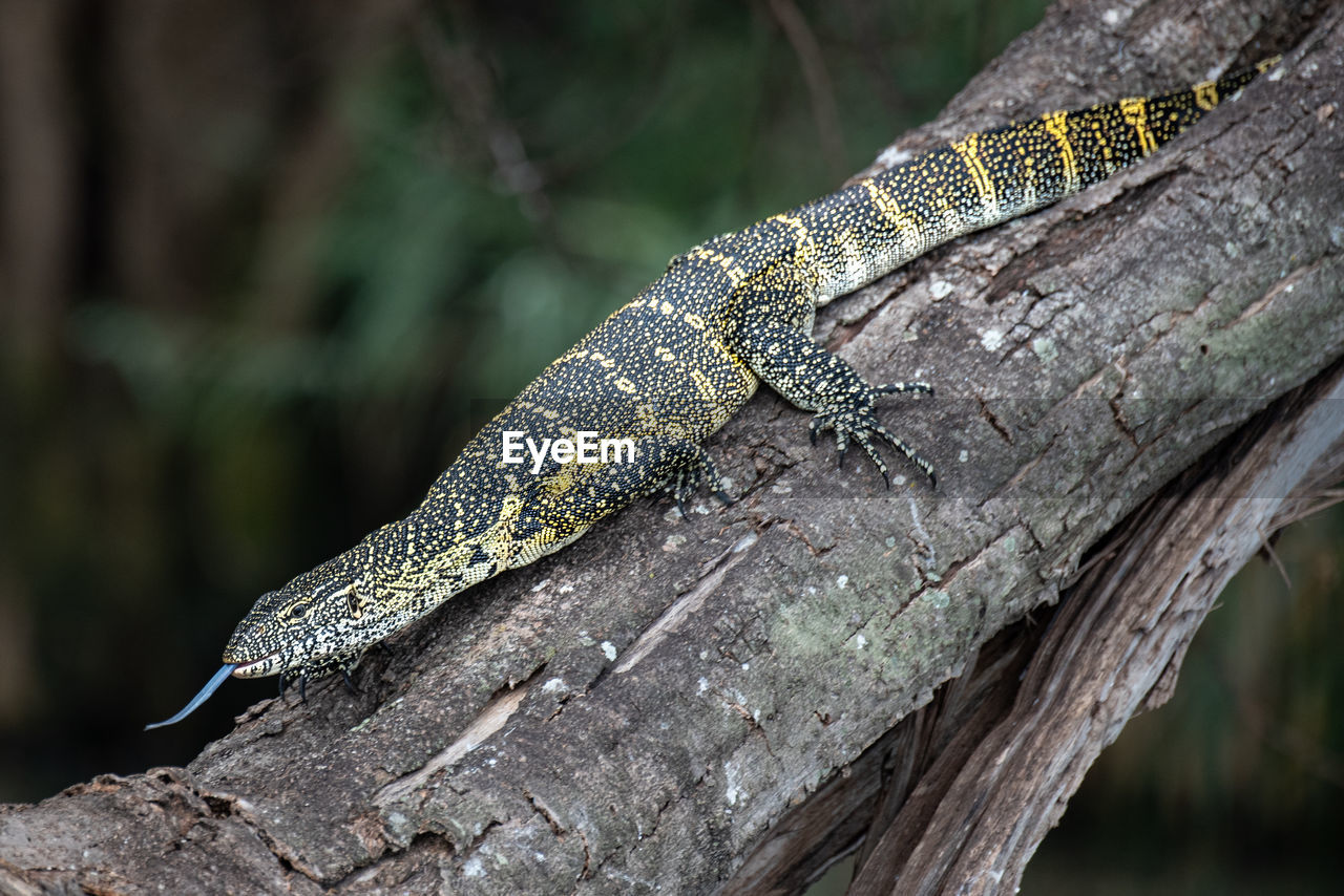 Close-up of lizard on tree trunk