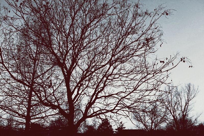 LOW ANGLE VIEW OF BARE TREES AGAINST SKY