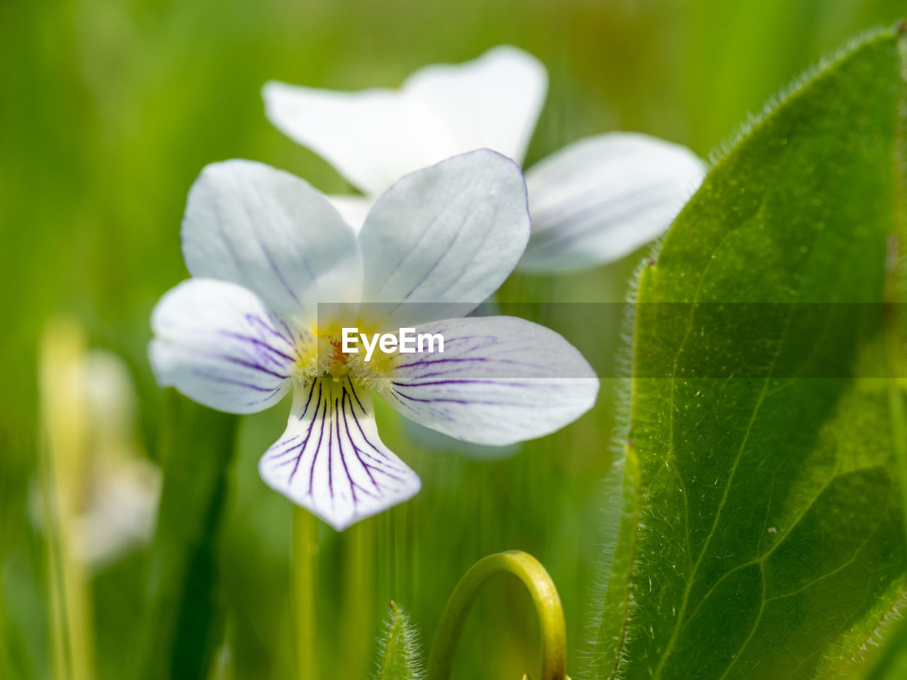 Viola bicolor