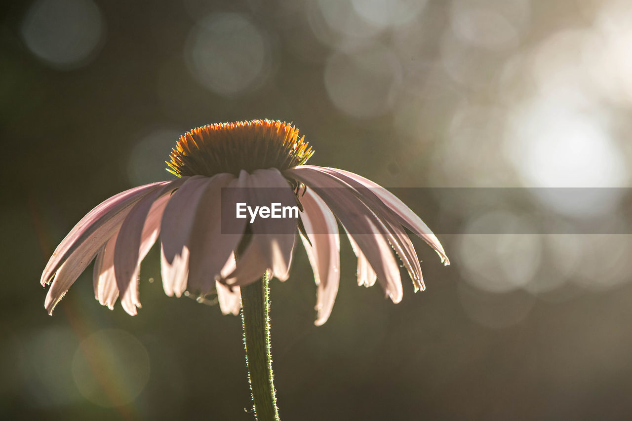 Close-up of coneflowers blooming outdoors