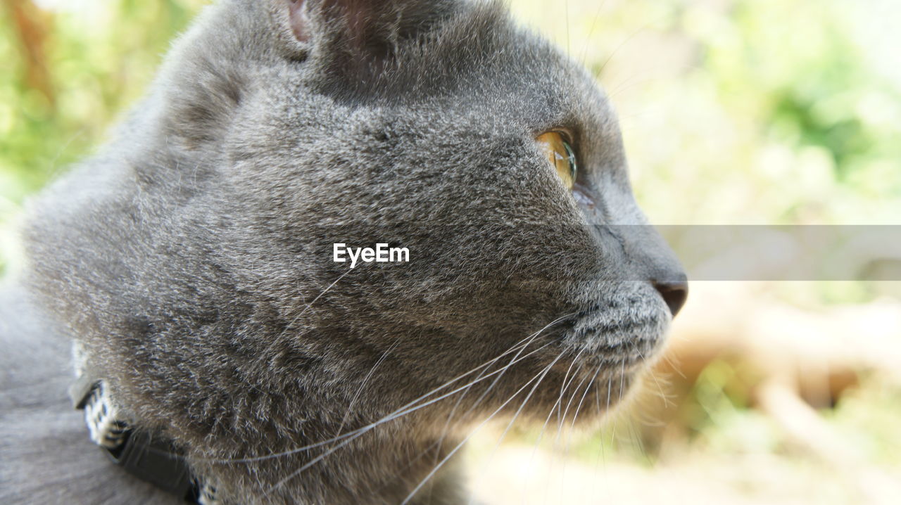 CLOSE-UP OF CAT OUTDOORS