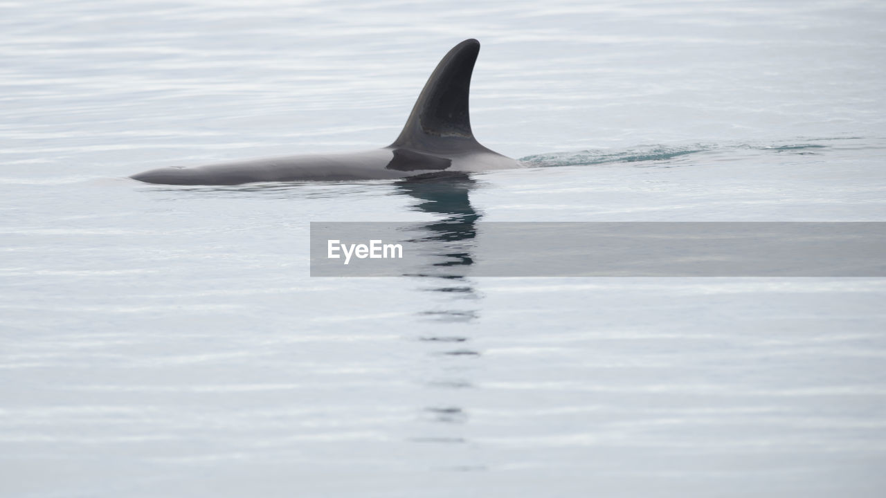 Killer whale swimming in sea