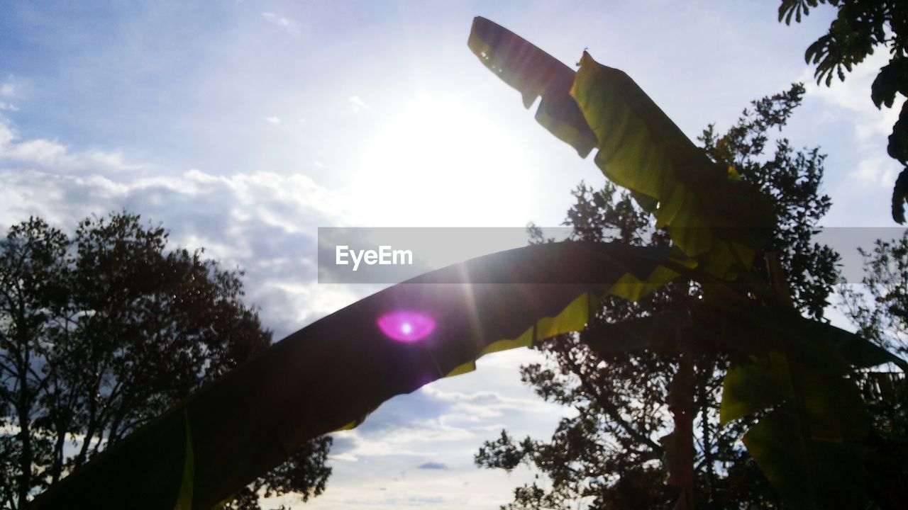 LOW ANGLE VIEW OF HAND AGAINST SKY AND TREES