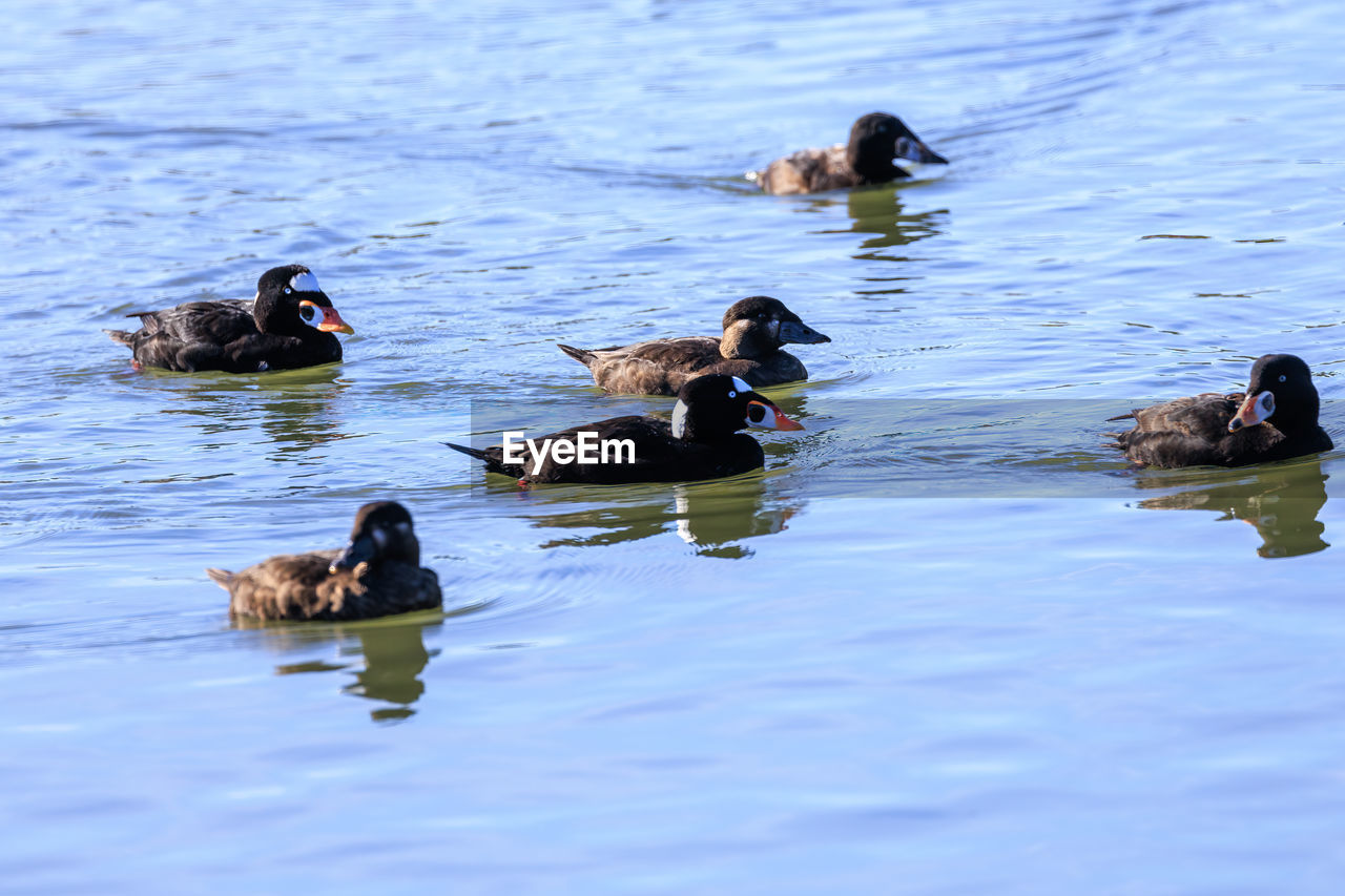 water, animal themes, animal, animal wildlife, duck, wildlife, bird, group of animals, swimming, water bird, lake, ducks, geese and swans, nature, no people, mallard, poultry, day, outdoors