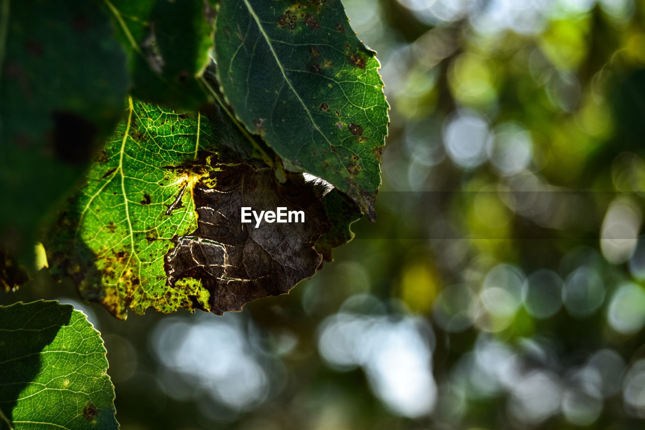 CLOSE-UP OF BUTTERFLY ON GREEN LEAF