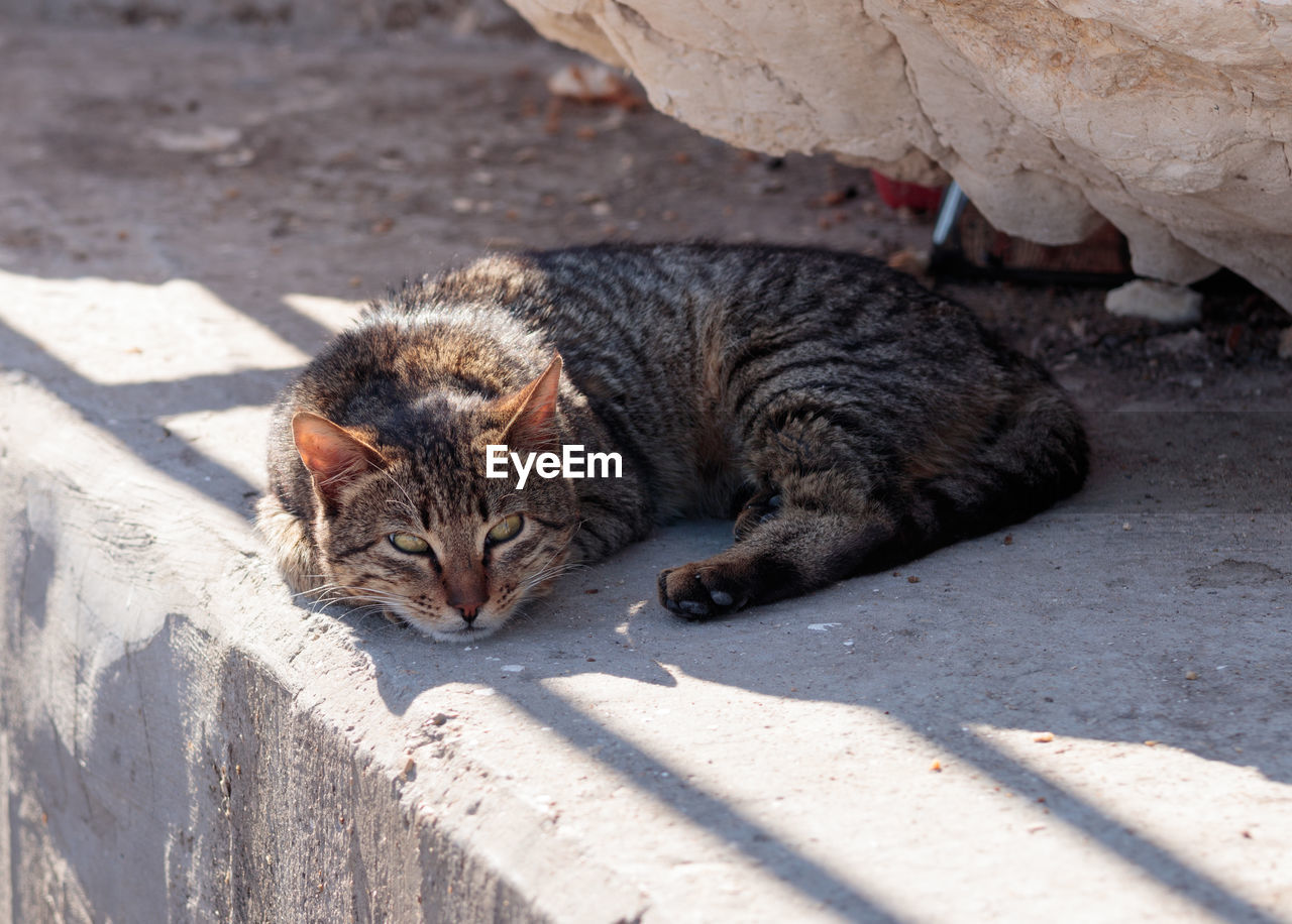 Cat lying on retaining wall outdoors