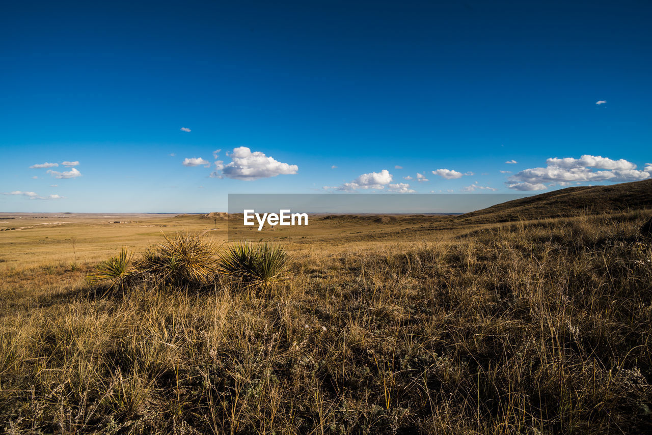 Scenic view of field against blue sky