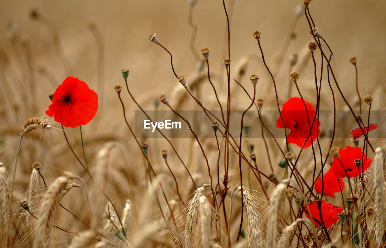 Close-up of wheat crop with red flower