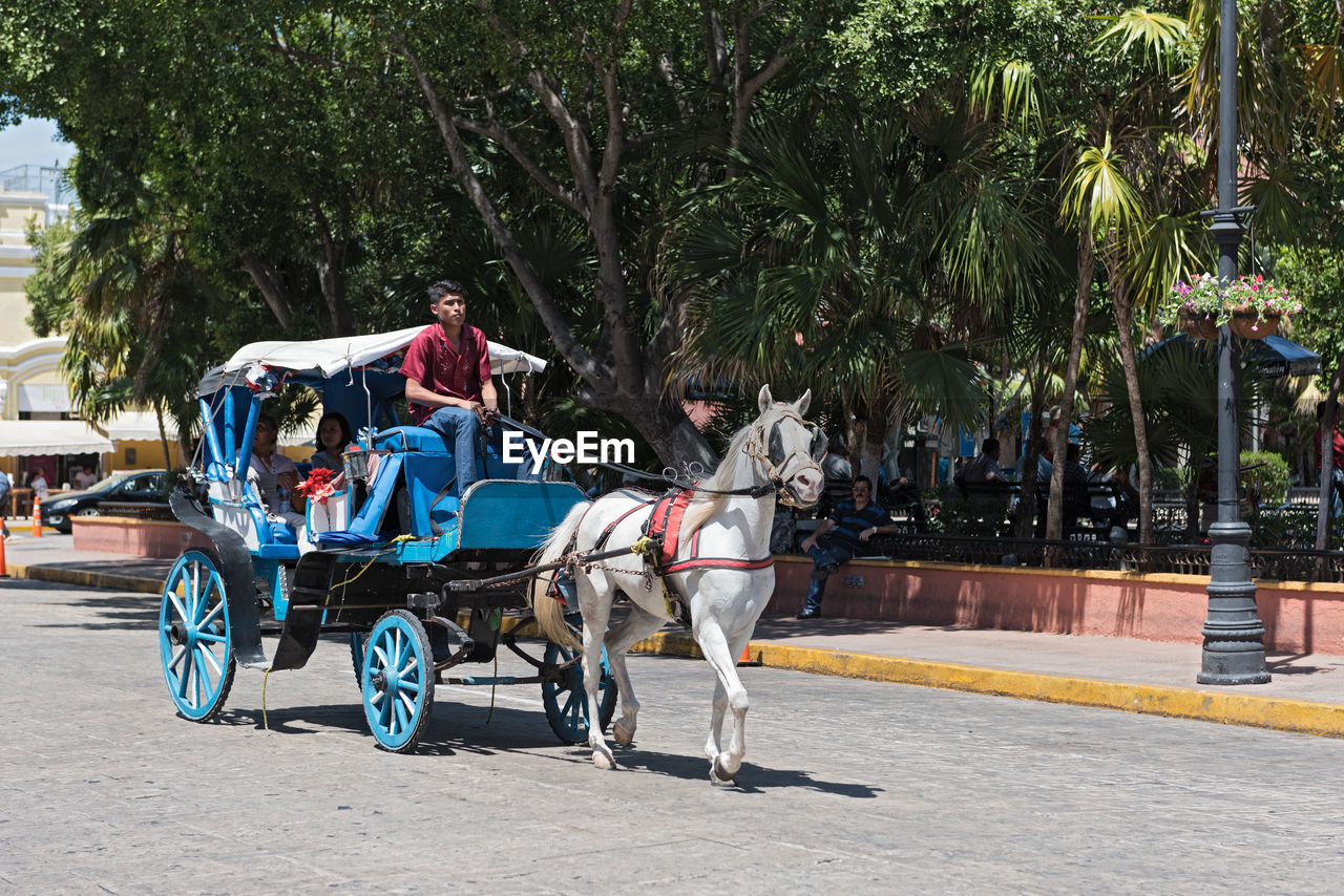  blue horse drawn carriages on a city street in front of the plaza grande square in merida, mexico