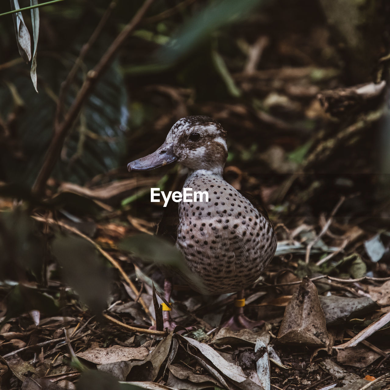 Duck in the rainforest 