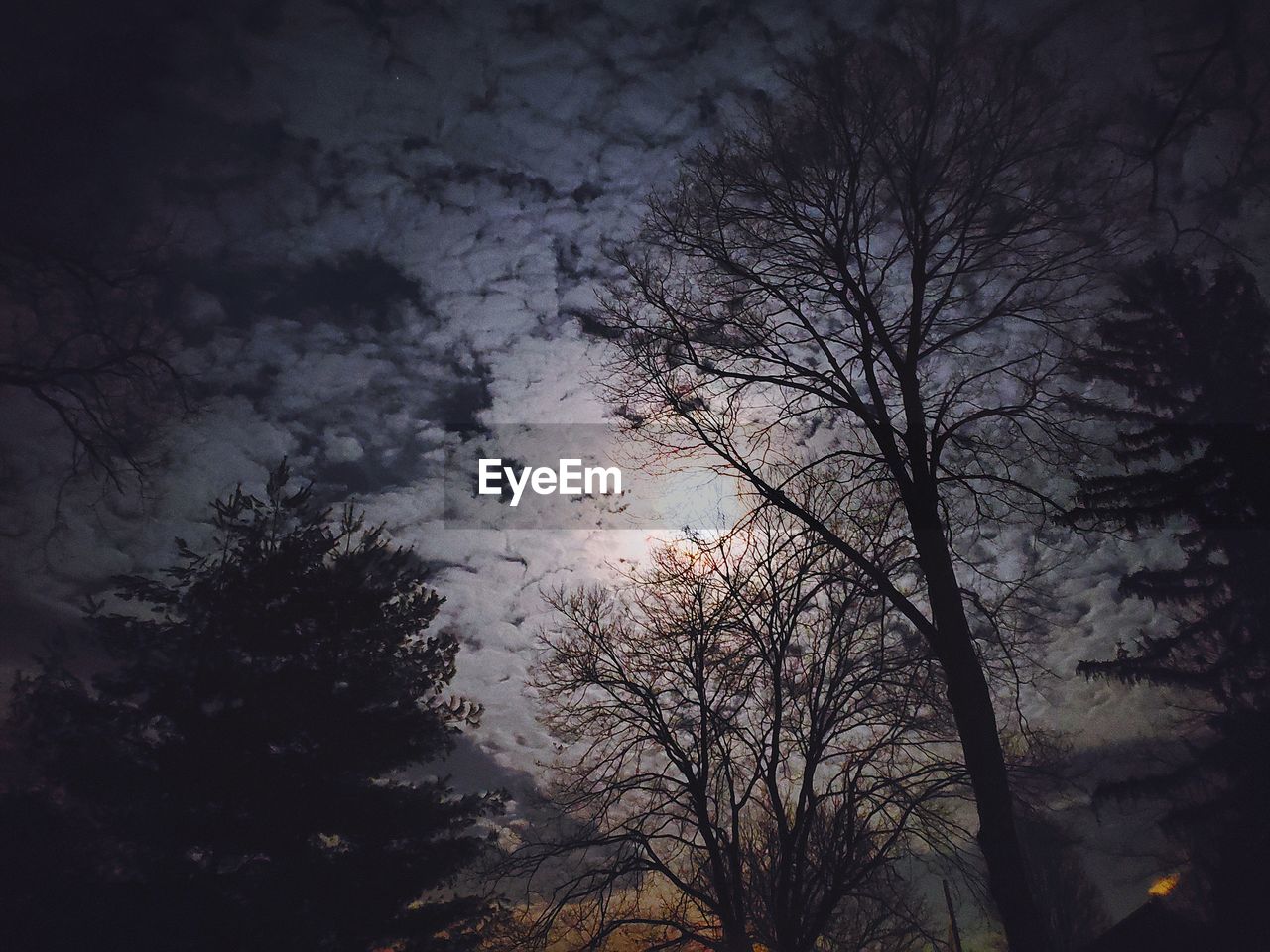 LOW ANGLE VIEW OF BARE TREE AGAINST SKY AT NIGHT