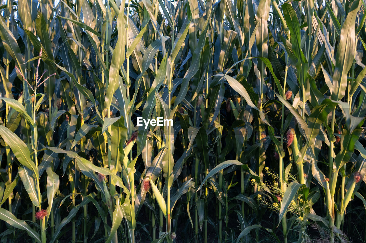 PLANTS GROWING ON FIELD