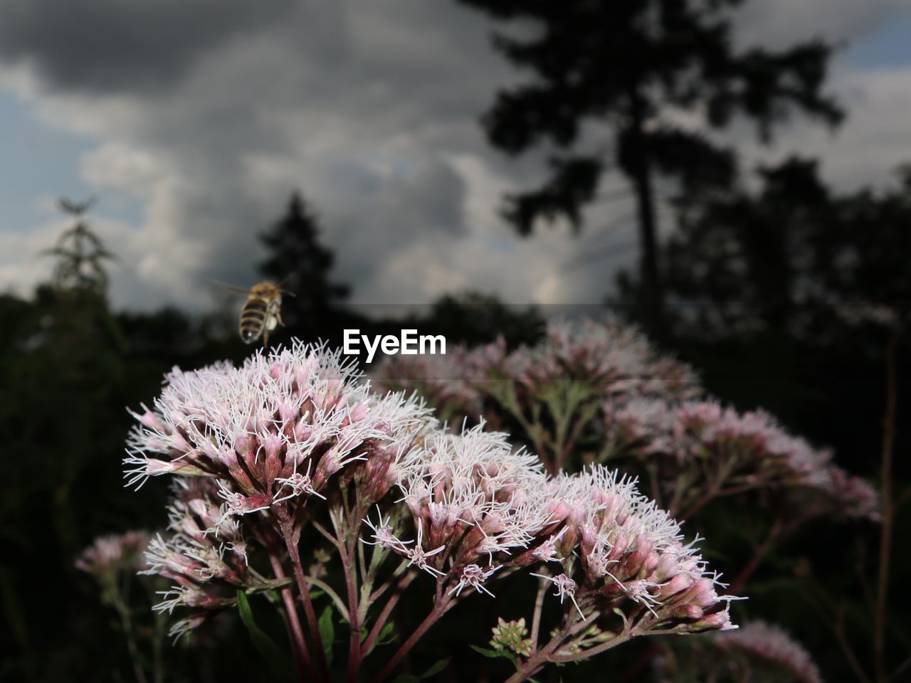 CLOSE-UP OF HONEY BEE POLLINATING ON FLOWER