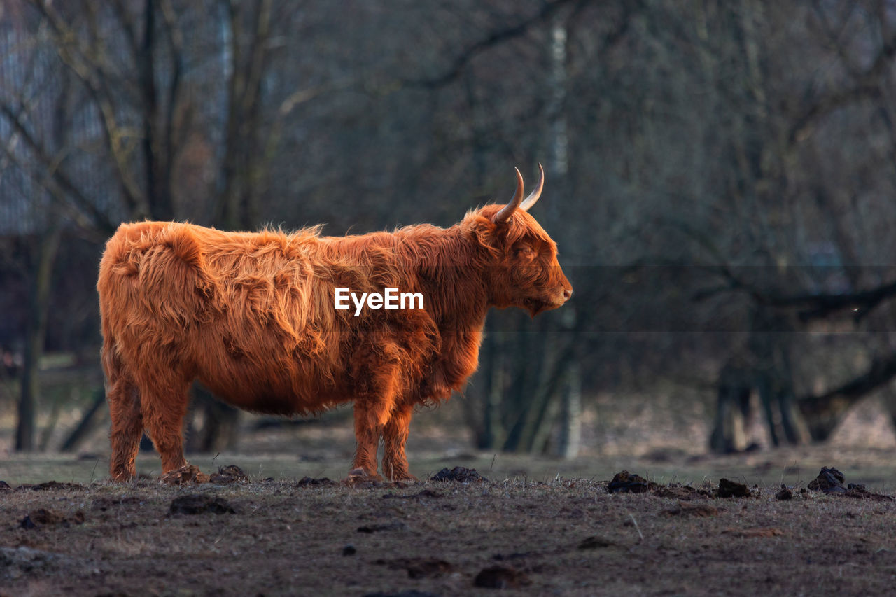 Graceful wanderer. majestic brown wild cow grazing in the early spring field