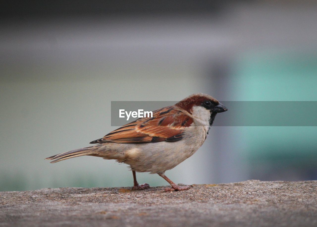 CLOSE-UP OF BIRD ON RETAINING WALL