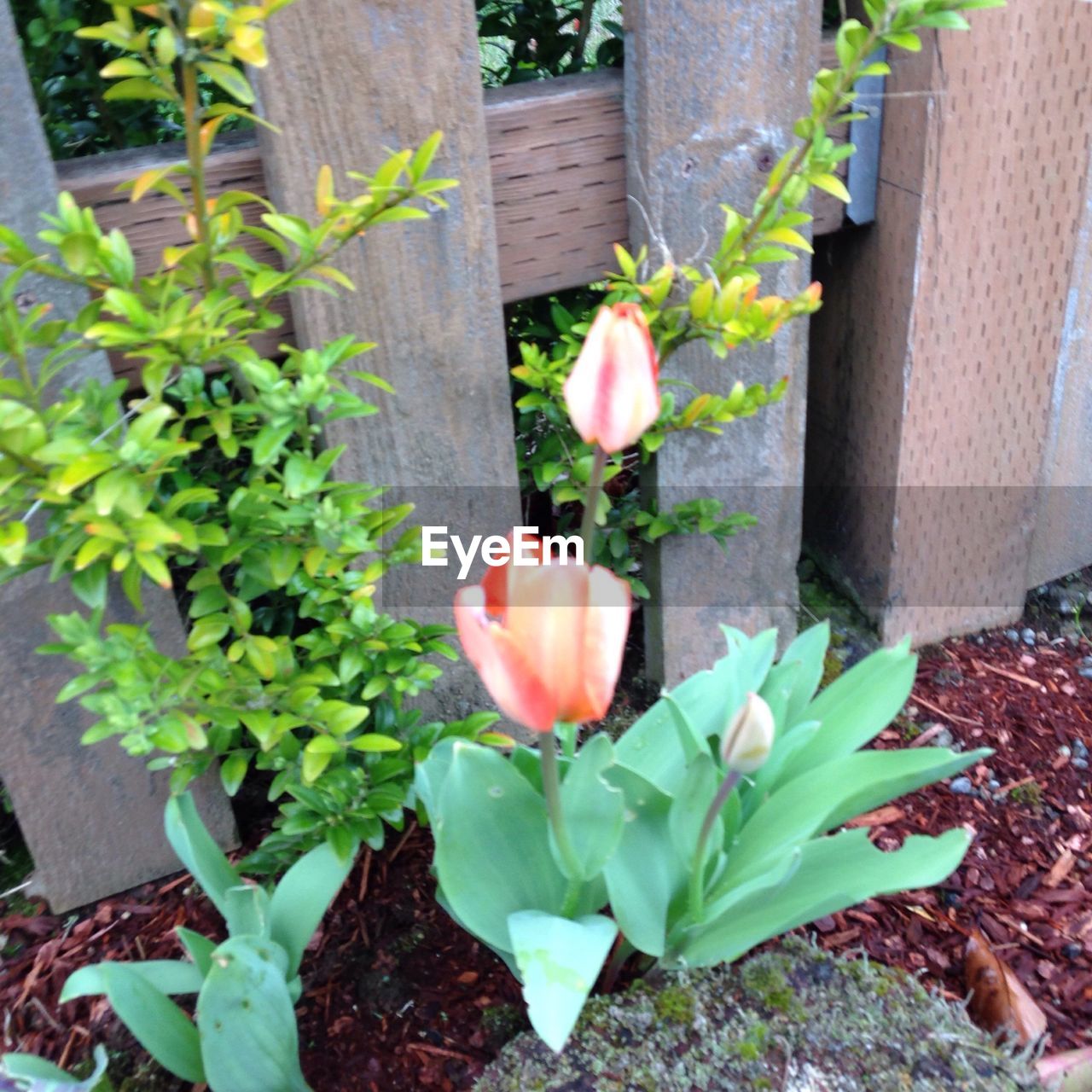 Orange tulips growing in garden