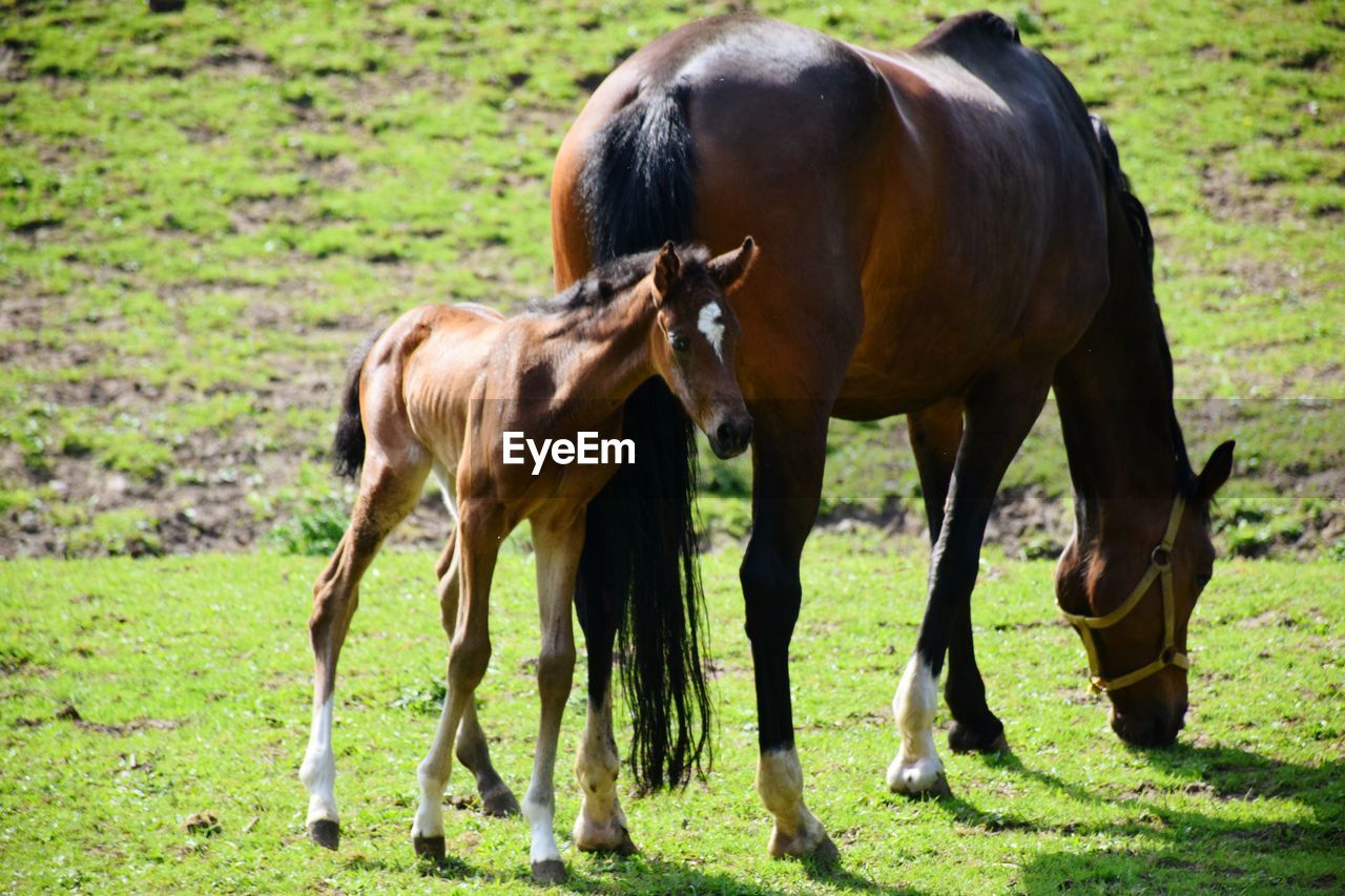 Horses standing in a field