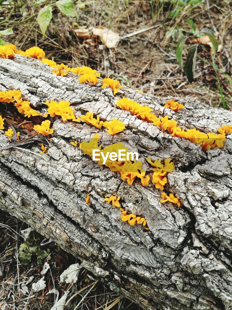 CLOSE-UP OF YELLOW LEAF ON GROUND