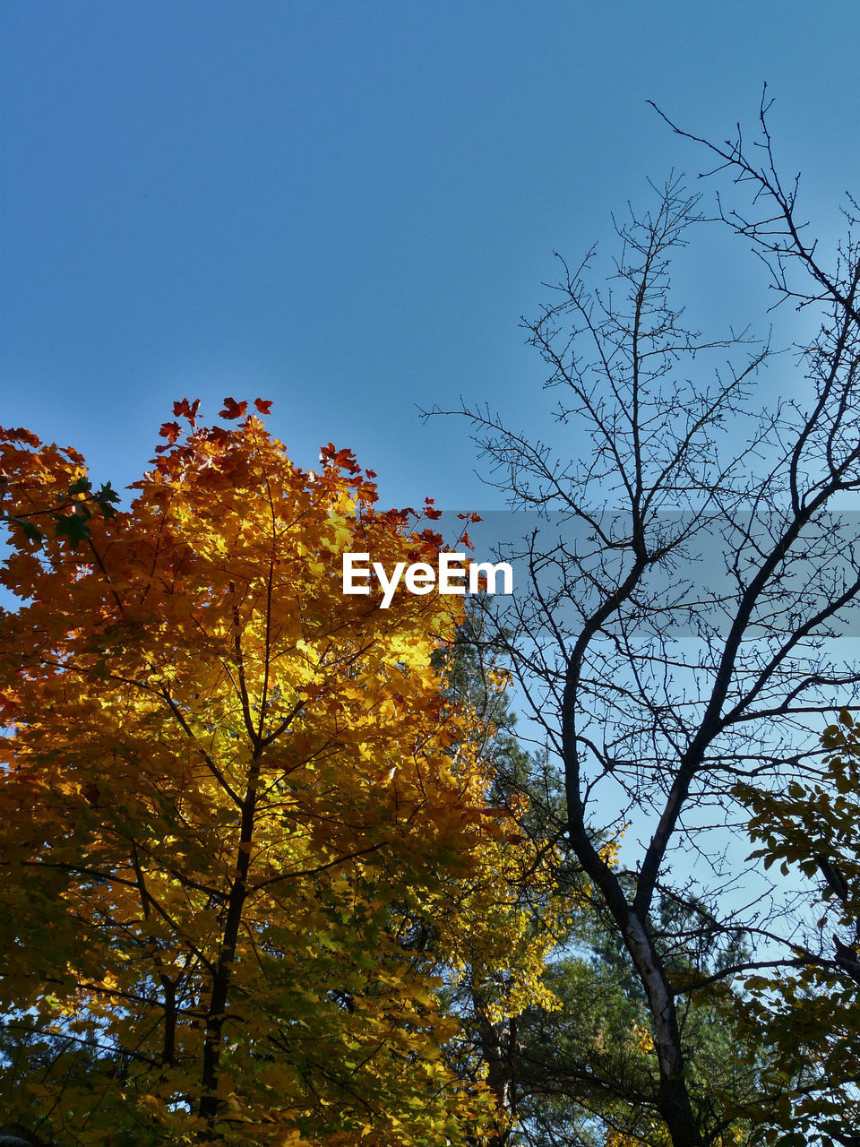 LOW ANGLE VIEW OF TREES AGAINST SKY