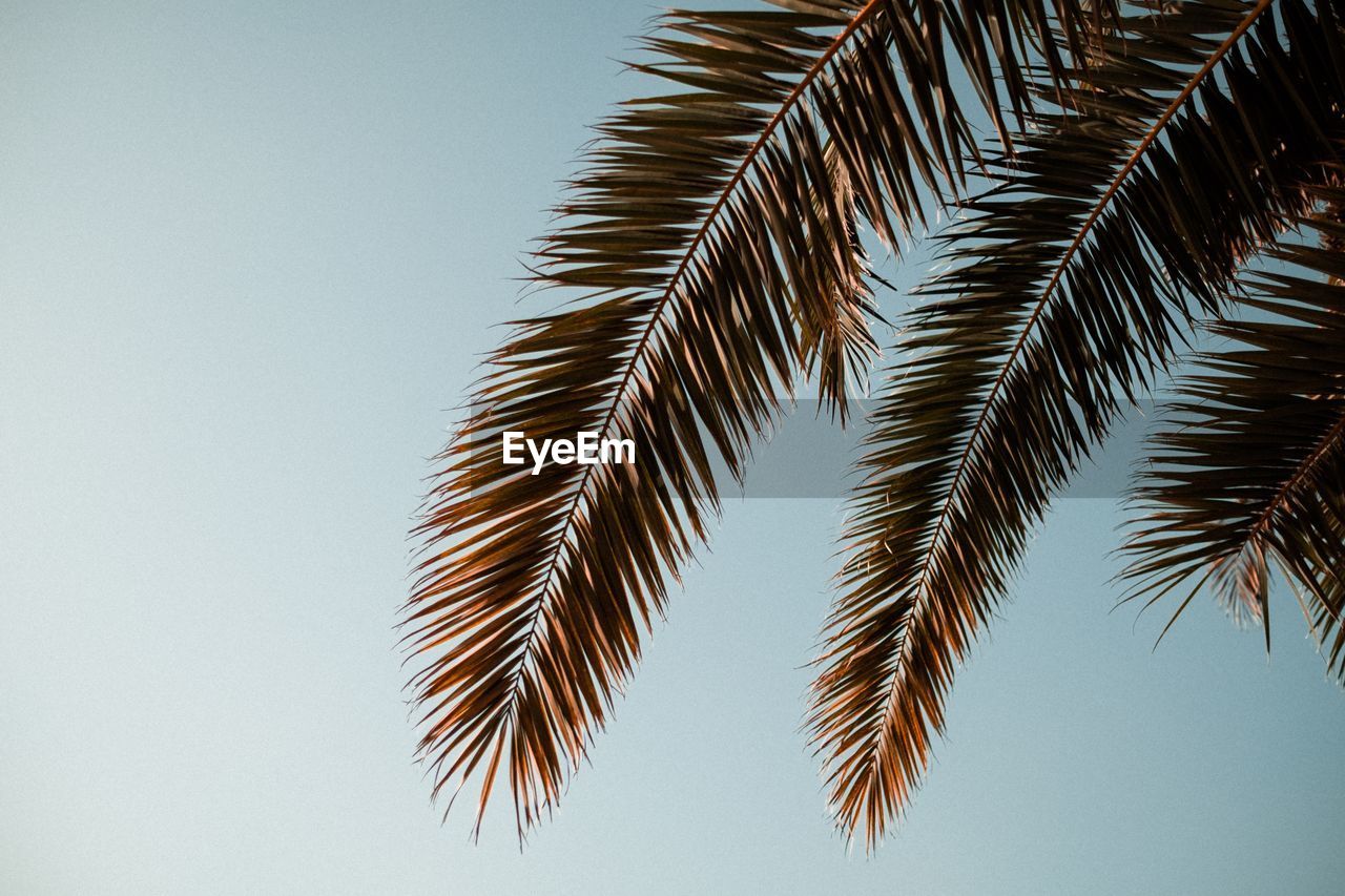 Low angle view of palm tree leaves against sky