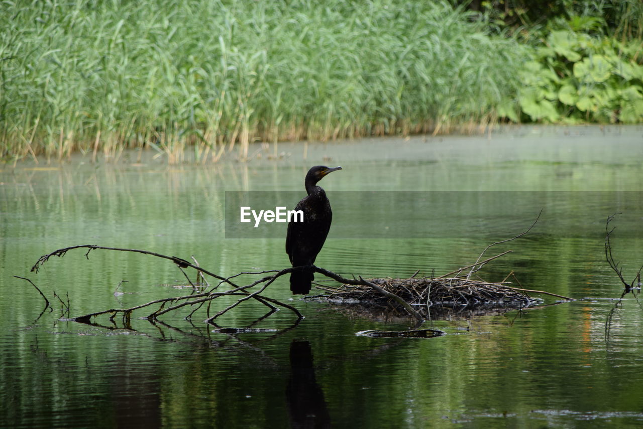 VIEW OF BIRD IN LAKE