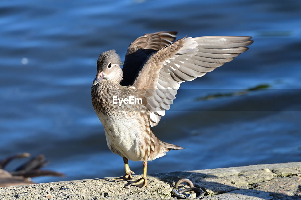 close-up of bird flying over sea