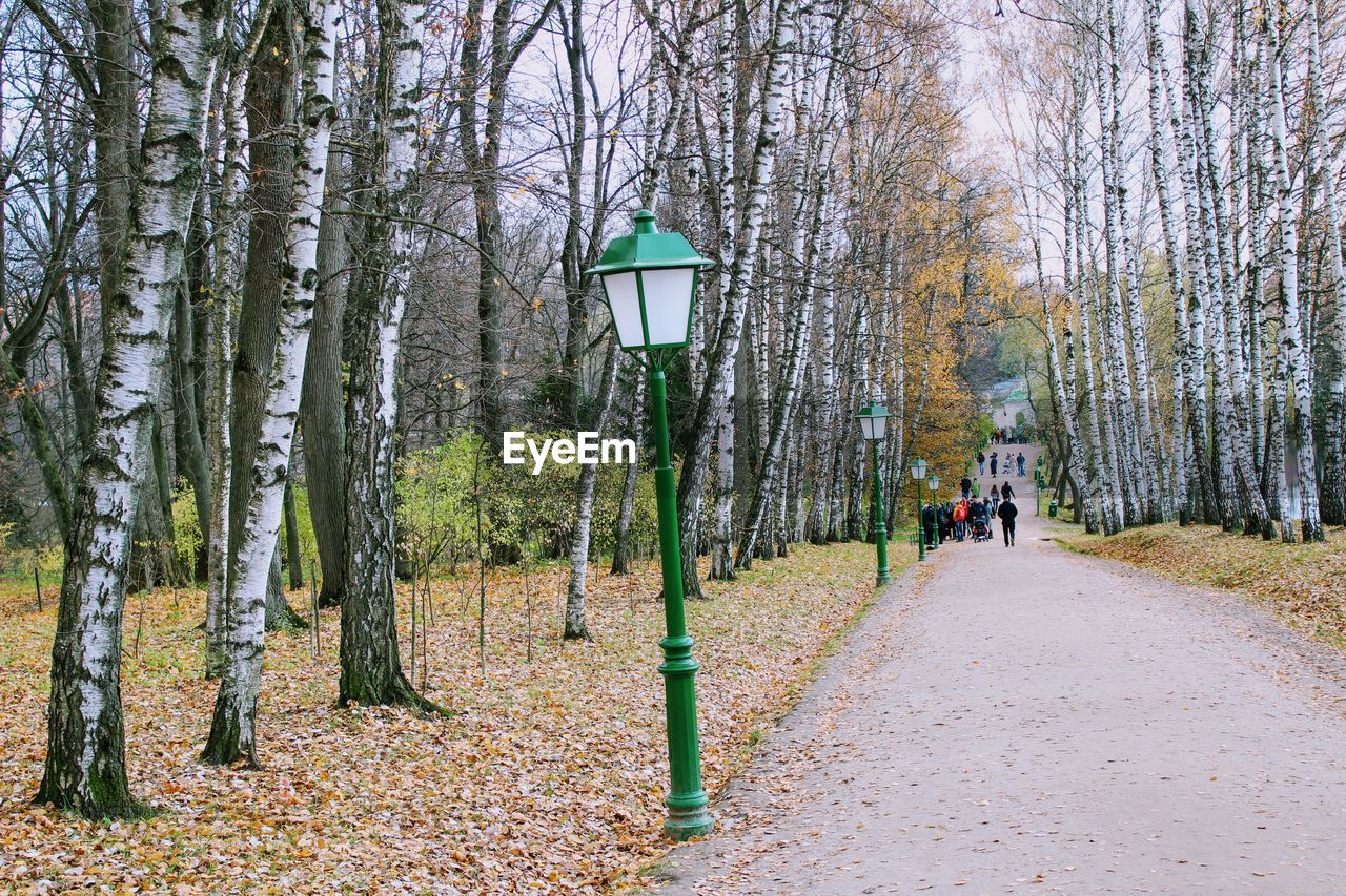 People on road amidst bare trees in forest during autumn