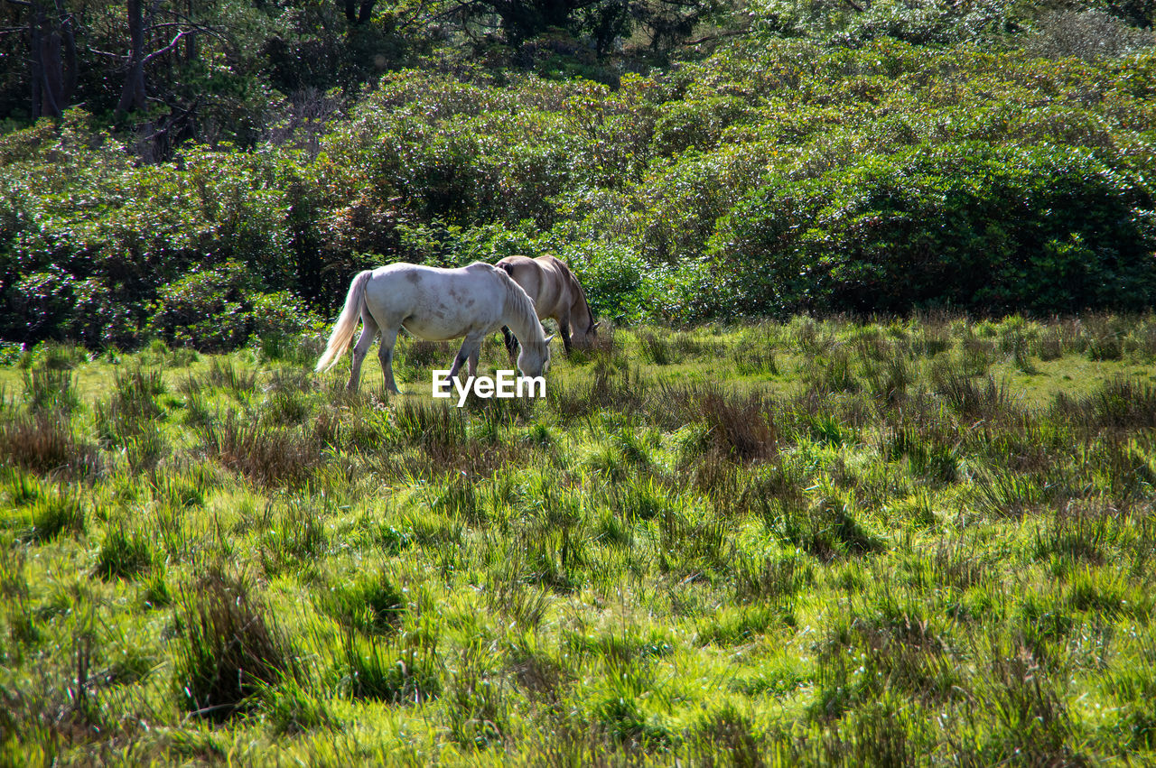 VIEW OF HORSE GRAZING IN FIELD