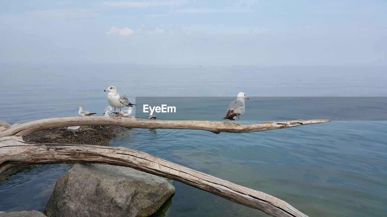 Seagulls perching on log against sea water in jack darling memorial park