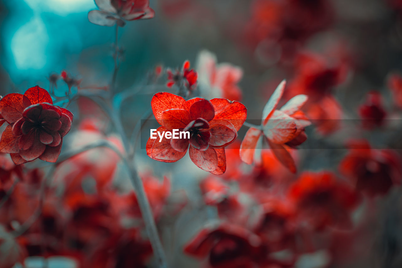 Close-up of red flowering plant