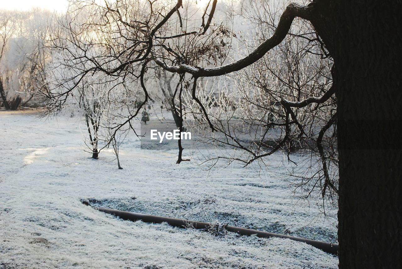 Bare trees on snow covered field during winter