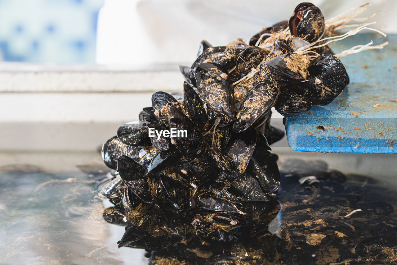 water, animal, nature, animal themes, sea, outdoors, no people, sculpture, close-up, day, focus on foreground, macro photography